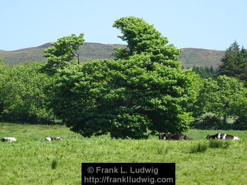 Manorhamilton Road